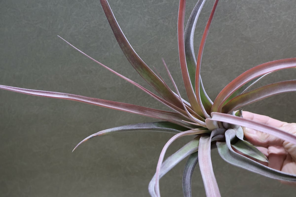 カピタータ×ストレプトフィラ Mサイズ 16号 | air-plants TENGU-DO