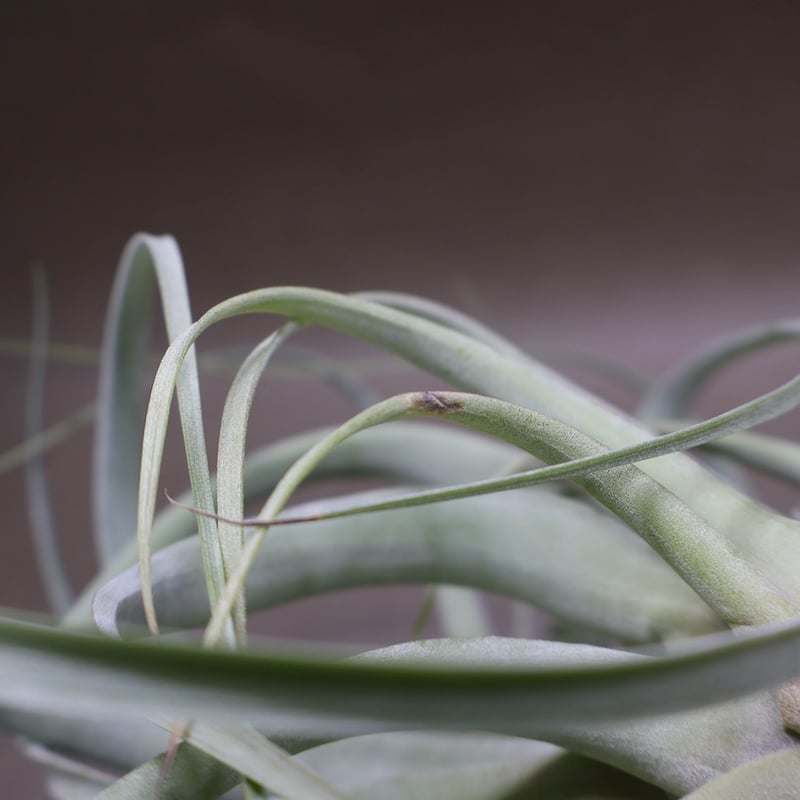 ベストインクラス （ キセログラフィカ × ロシー ）09号 | air-plants