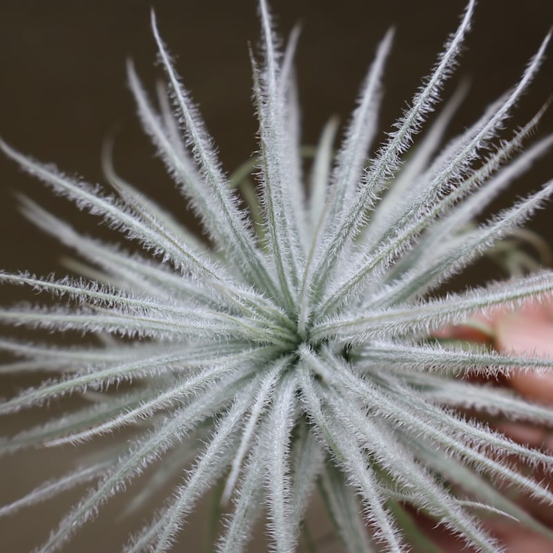 テクトラム 子株付き 01号 | air-plants TENGU-DO