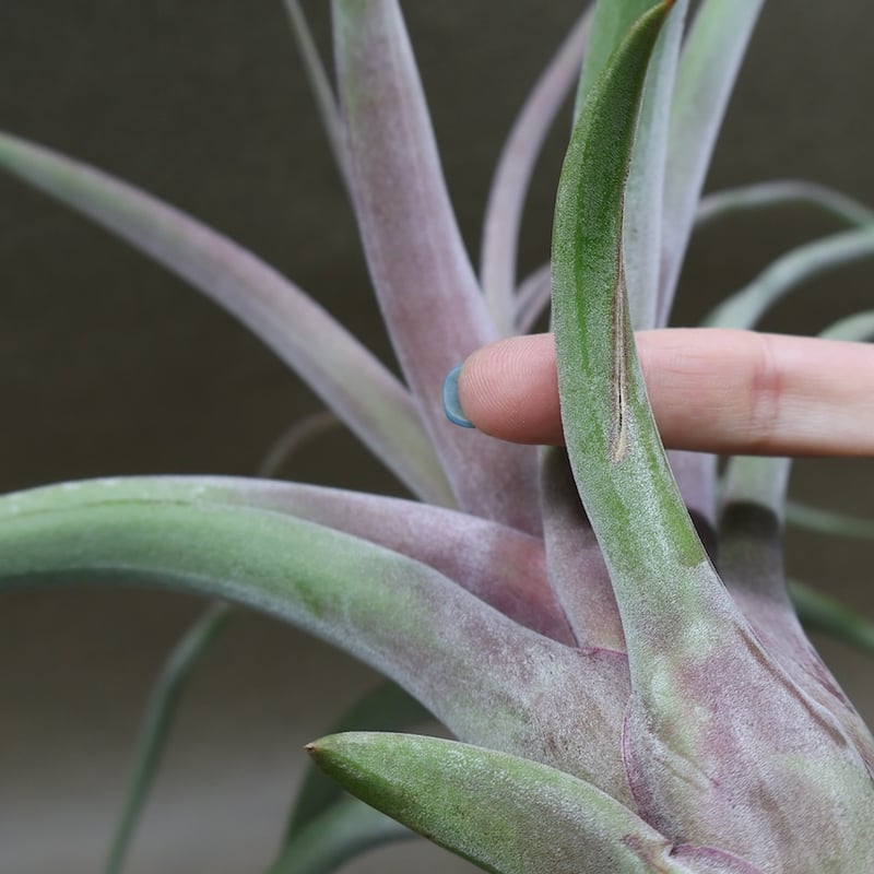 カピタータ×ストレプトフィラ 24号 | air-plants TENGU-DO