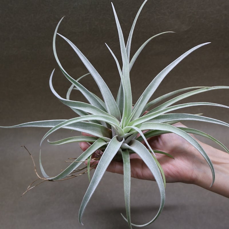 チランジア ハリシー × ベアコレアーレ ベアコレアーレ × ハリシー 02号 | air-plants TENGU-DO