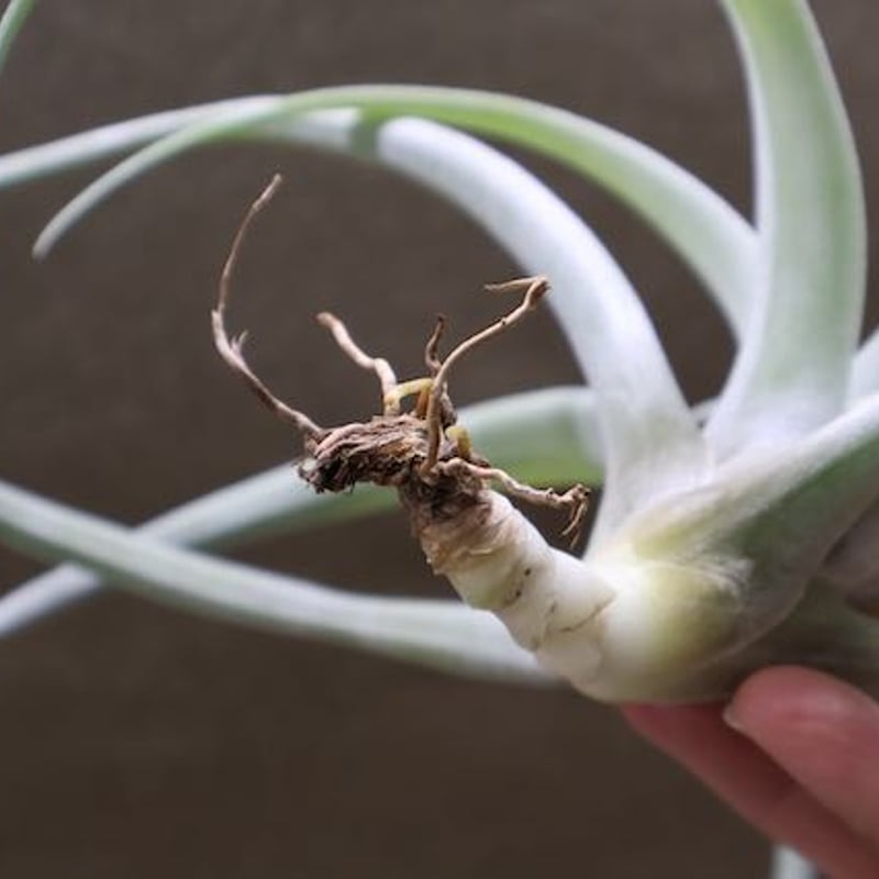 カピタータ シルバーローズ 31号 | air-plants TENGU-DO