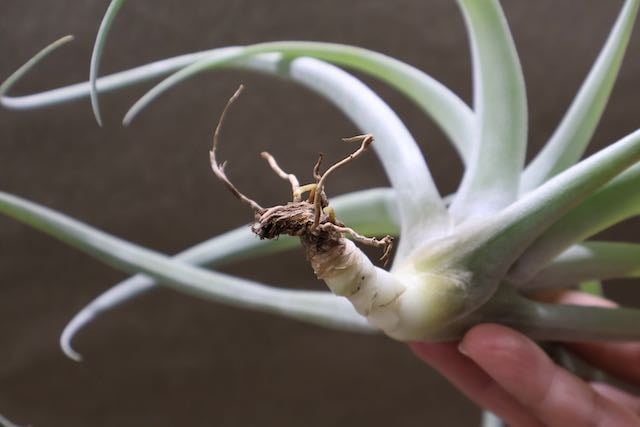 カピタータ シルバーローズ 31号 | air-plants TENGU-DO