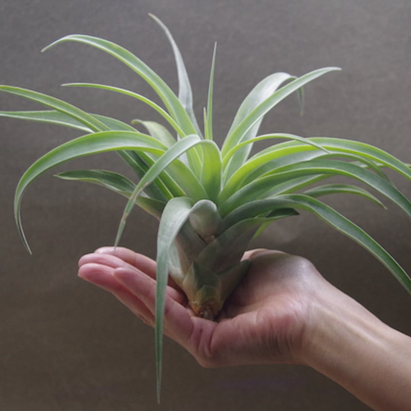 超希少❗️超特大❗️チランジア　カピタータ　シルバーローズ✨ チランジア ／ カピタータ シルバーローズ (T.capitata