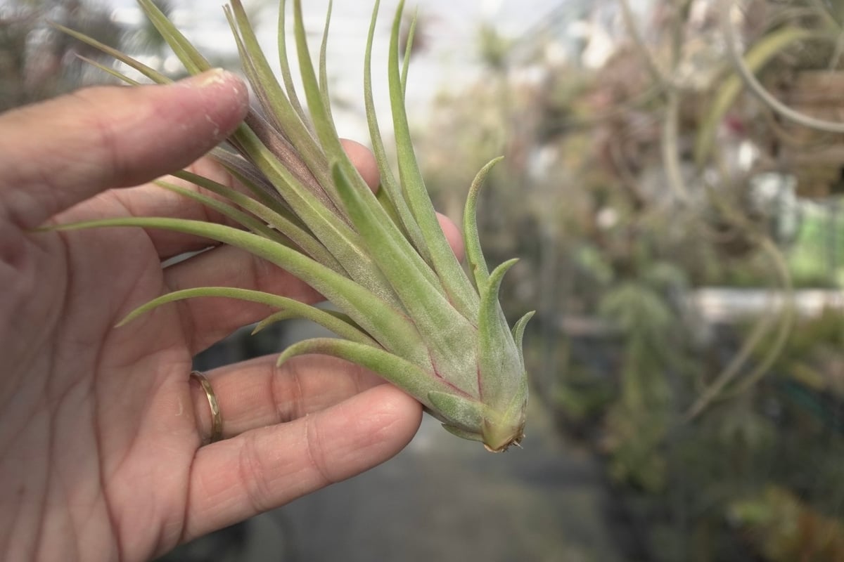 スタッフ特選】イオナンタ×コンコロール 子株 | air-plants TENGU-DO