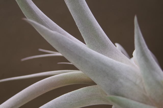 キセログラフィカ × チアペンシス Sサイズ 03号 | air-plants TENGU-DO