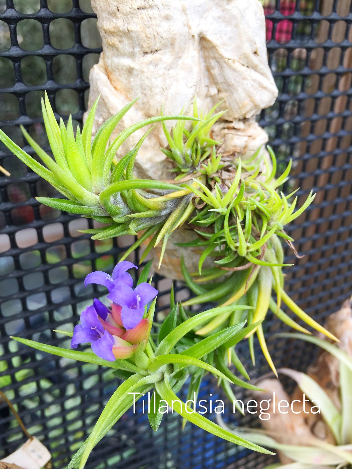 o*o様 Tillandsia stricta × neglecta （sp） チランジア ストリクタ（Tillandsia stricta） - チランジア