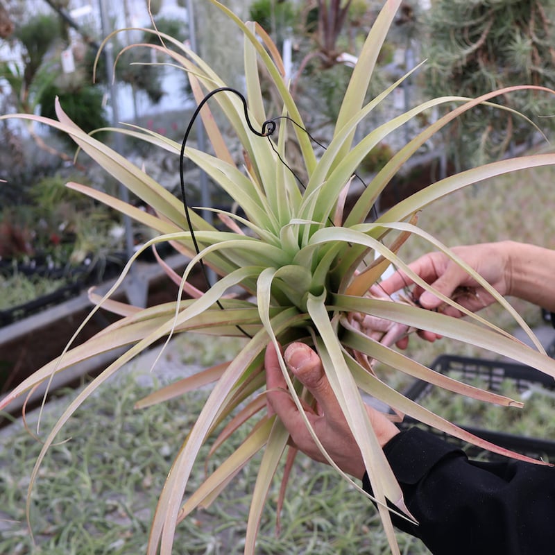 ロドセファラ 01号 | air-plants TENGU-DO