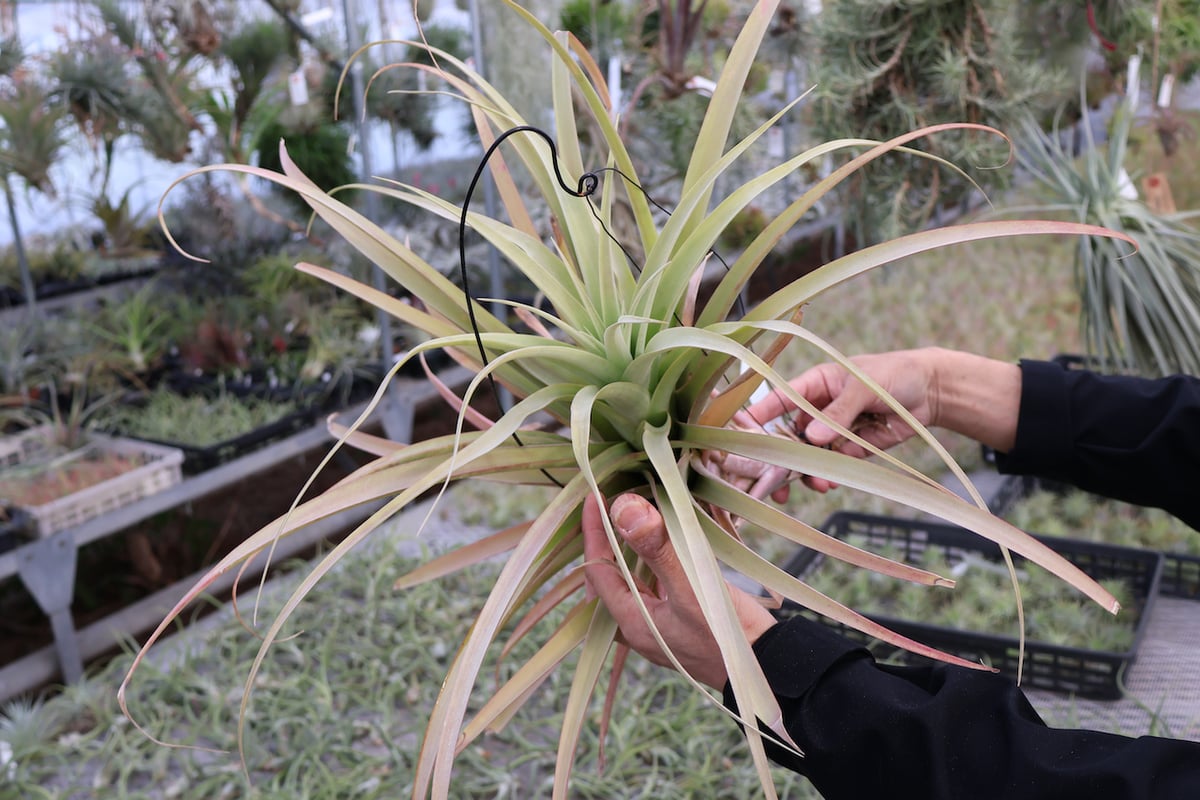 エアープランツ 小型 ロドセファラ ロドセファラ 01号 | air-plants TENGU-DO