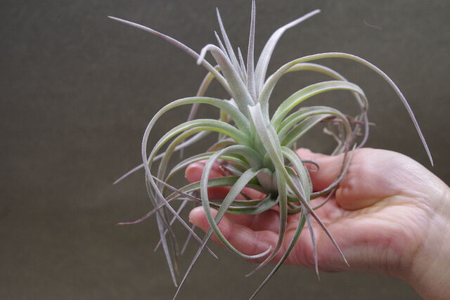exserta x ionantha〔エアプランツ〕現品発送T4373 exserta x ionantha〔エアプランツ〕現品発送T4373
