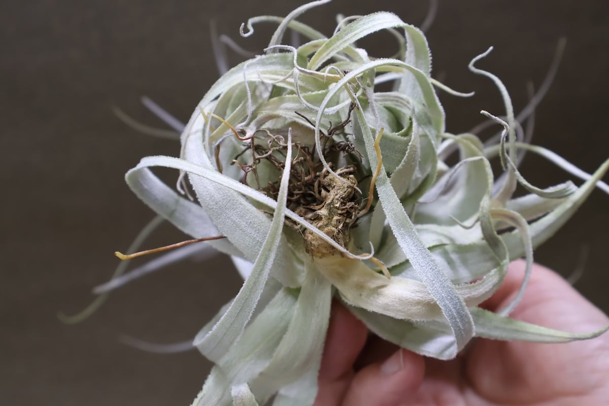チャペウエンシス チュリフォルミス 03号 | air-plants TENGU-DO