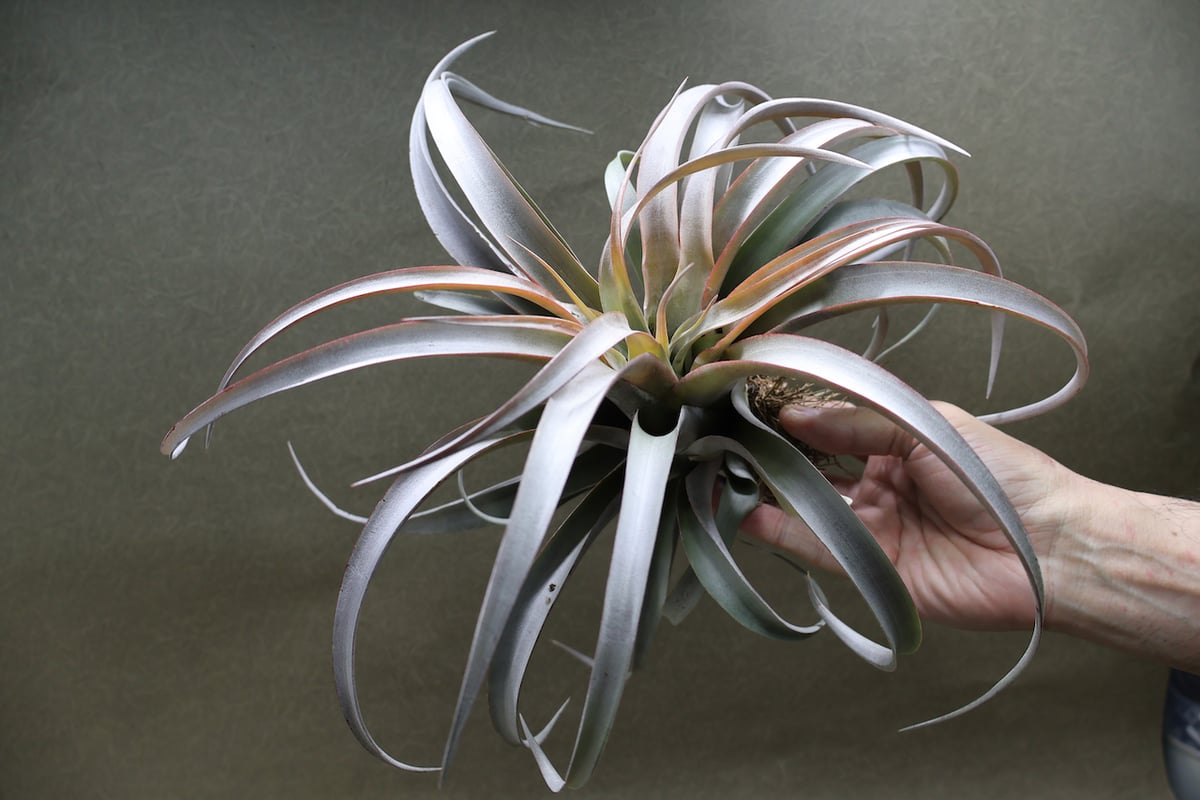 Kazukiyo様★ユーカリブレンド　ニューエア　ラヴィンツァラ　ヒバ　ミルラ Kazukiyo様☆ユーカリブレンド ニューエア ラヴィンツァラ ヒバ