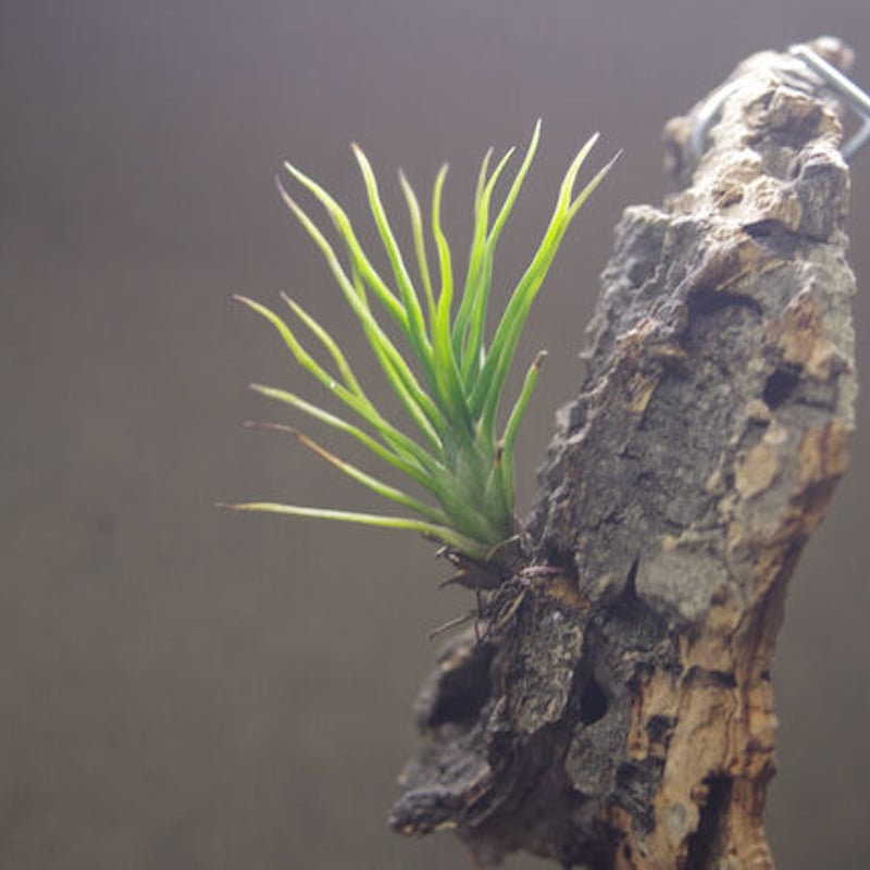 イッツィービッツィー 02号 | air-plants TENGU-DO