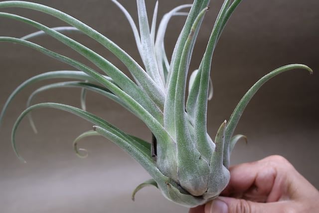 ストレプトフィラ x セレリアナ 02号 | air-plants TENGU-DO ストレプトフィラ x セレリアナ 02号 | air-plants TENGU-DO