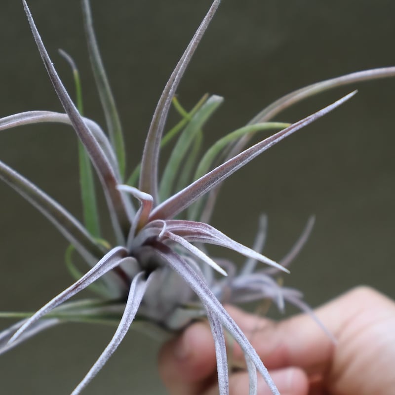 カピタータ ドミンゲンシス × タイ 04号 | air-plants TENGU-DO