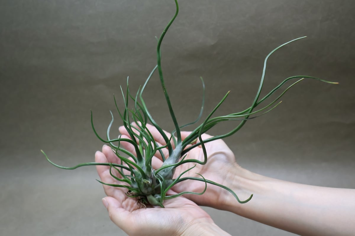 ブルボーサ クランプ 28号 | air-plants TENGU-DO
