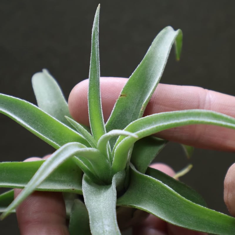 ストレプトフィラ Sサイズ 19号 | air-plants TENGU-DO