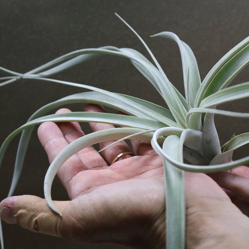 クラウニング グローリー ( キセログラフィカ X エクセルタ ) 30号