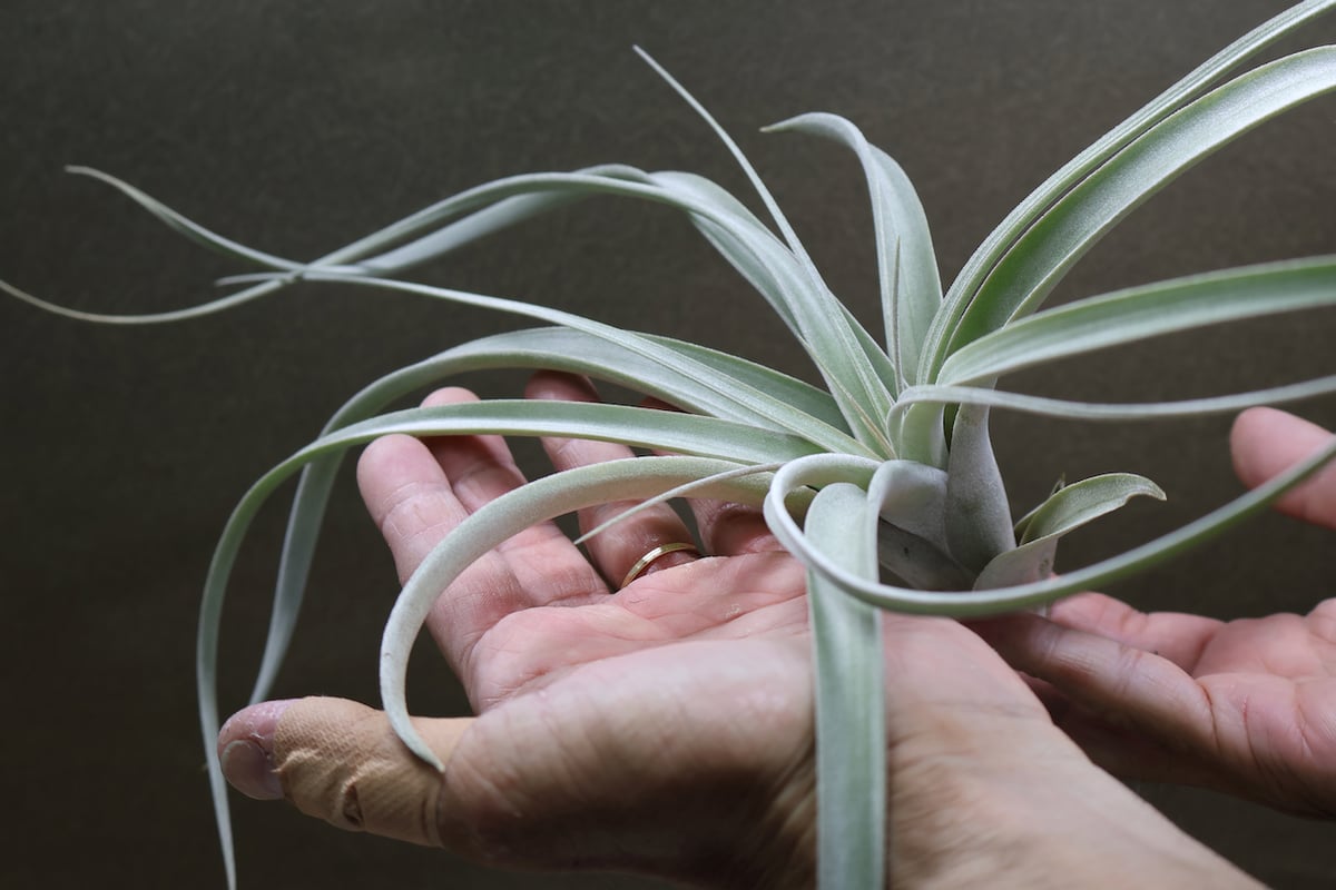 exserta × xerographica〔エアプランツ〕T5172 ゼログラフィカ X コンカラー ハイブリッド エア プラント – Air