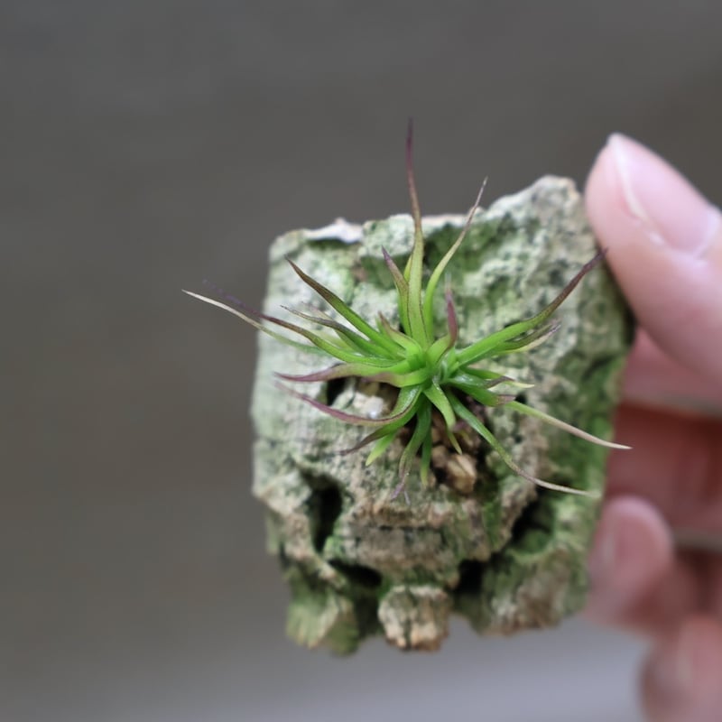 イッツィービッツィー 41号 | air-plants TENGU-DO