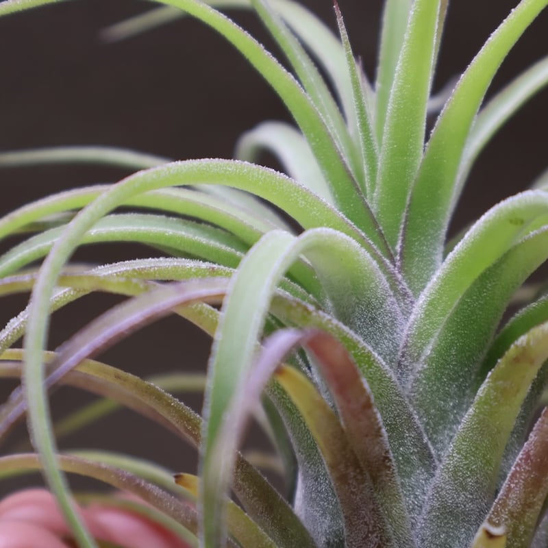ストレプトフィラメキシコ × イオナンタ ウアメルラ 04号 | air-plants