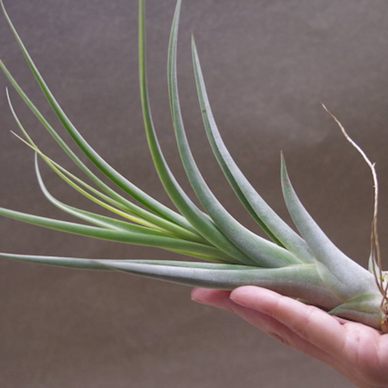 コンコロール x カプトメドーサエ 02号 | air-plants TENGU-DO コンコロール x カプトメドーサエ 02号 | air-plants TENGU-DO