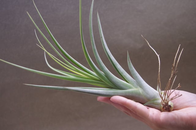 チランジア　カプトメデューサ x コンコロール チランジア ／ カプトメドーサ × コンコロール (T.caput-medusae