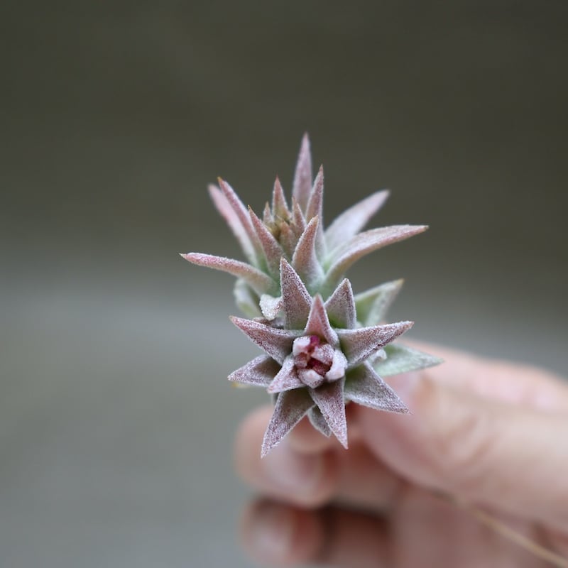イオナンタ バンハイニンギー ミノール 04号 | air-plants TENGU-DO