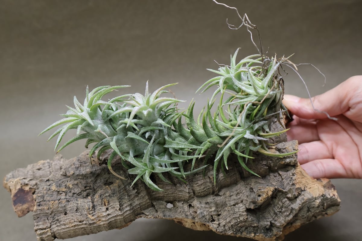 イオナンタ バンハイニンギー 142号 | air-plants TENGU-DO