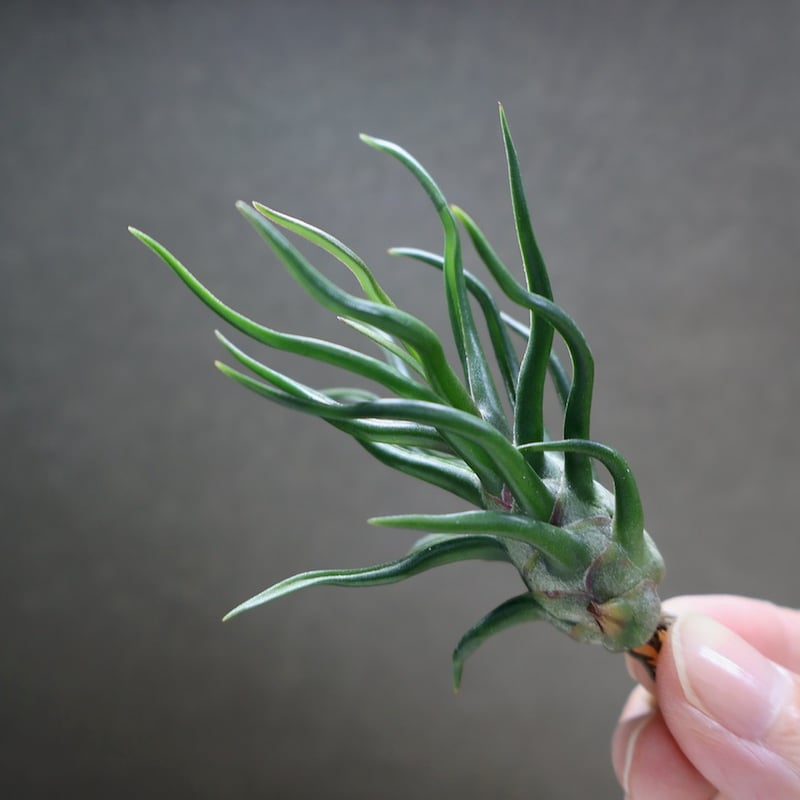 ブルボーサ タイニーダンサー | air-plants TENGU-DO