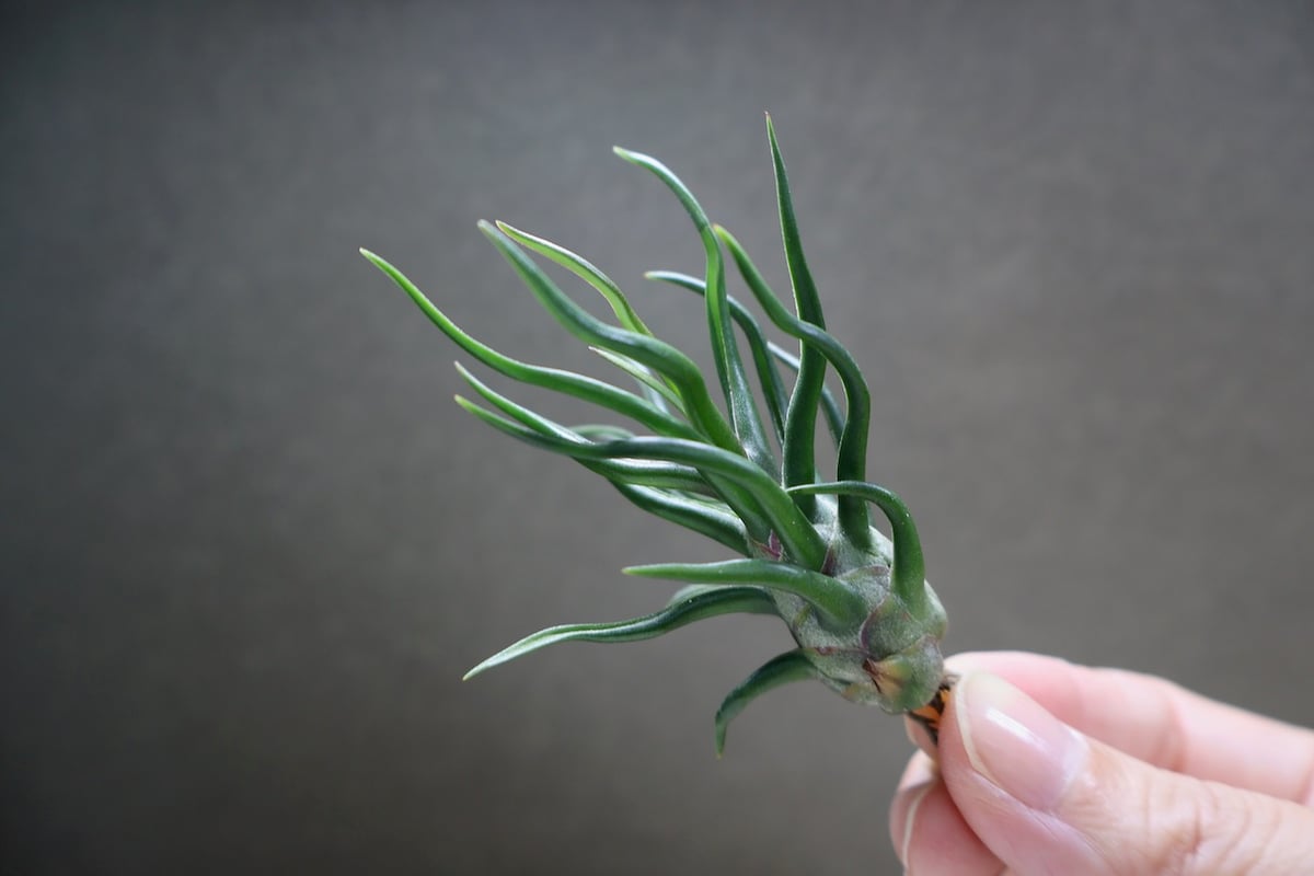 ブルボーサ タイニーダンサー | air-plants TENGU-DO