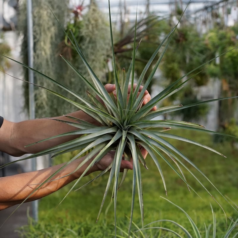 スタッフ特選】ファシクラータ・トリコロール 大株 | air-plants
