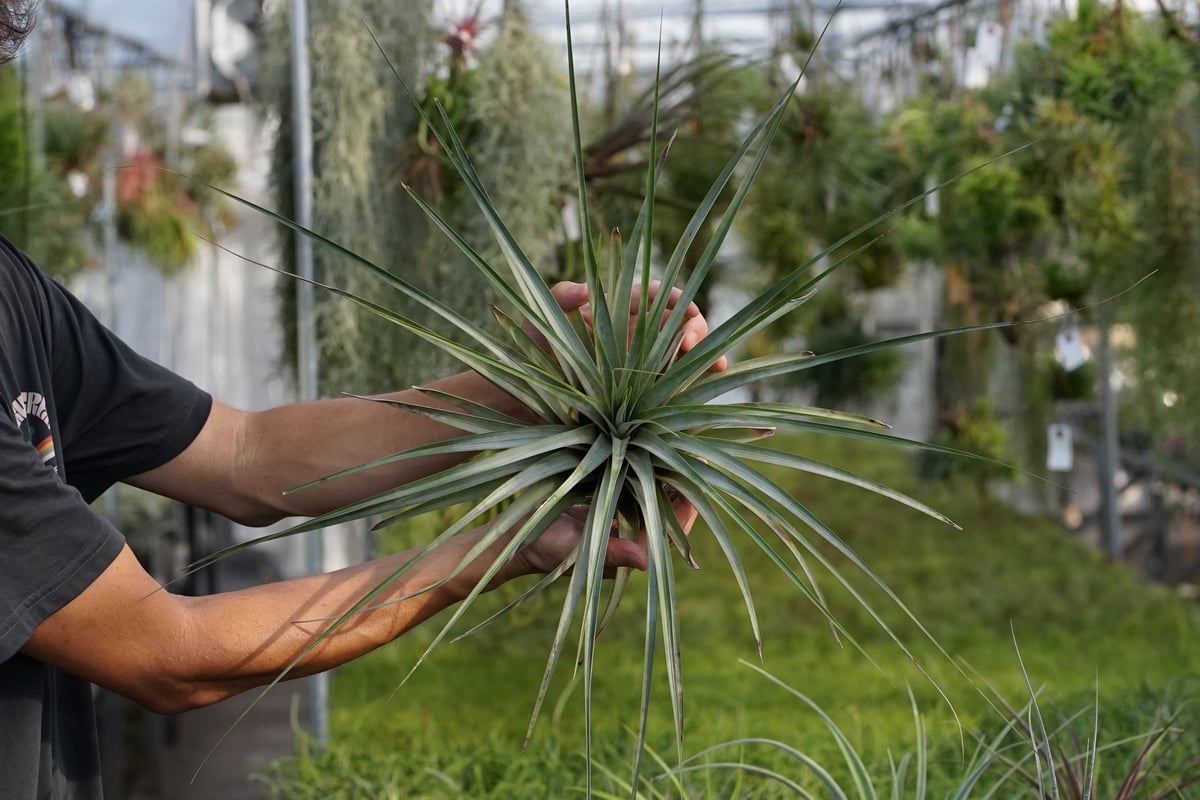 スタッフ特選】ファシクラータ・トリコロール 大株 | air-plants