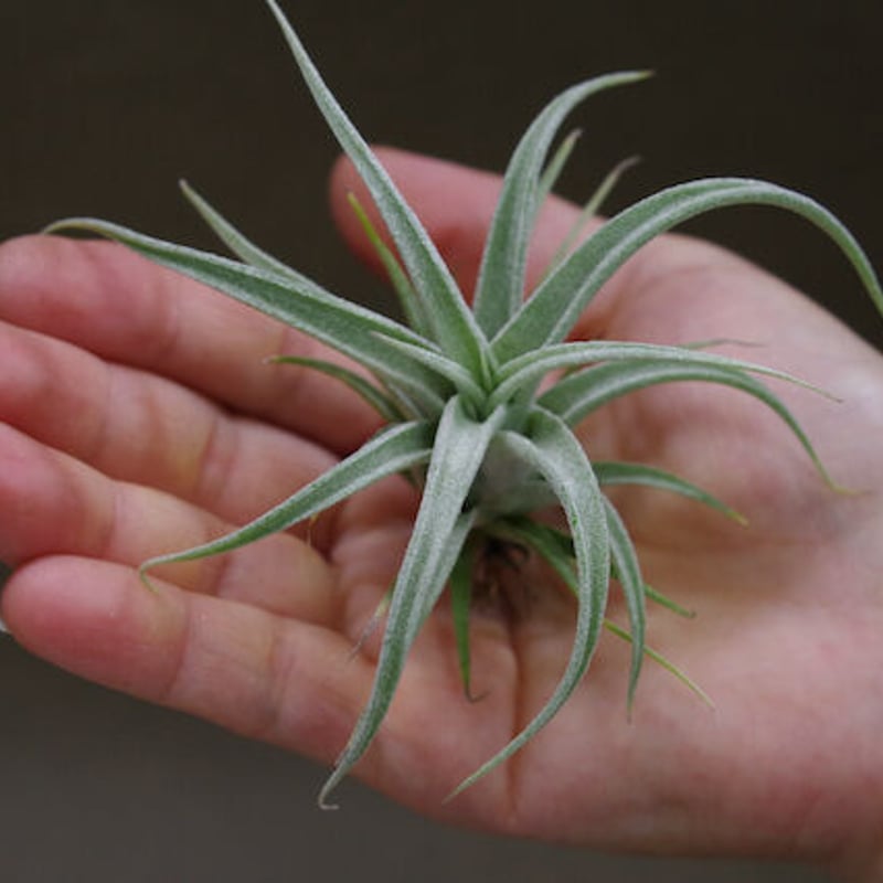ベアコレアーレ × カプトメドーサエ ソノランスノー 03号 | air-plants