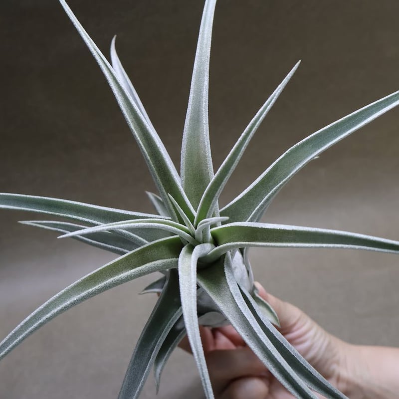 エーレルシアナ ハイブリッド 01号 | air-plants TENGU-DO