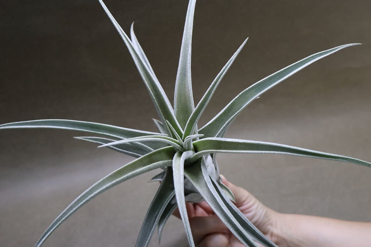 エーレルシアナ ハイブリッド 01号 | air-plants TENGU-DO