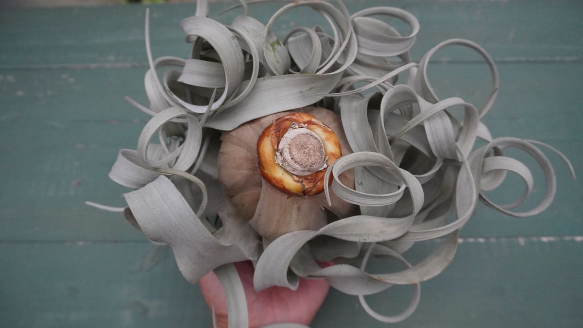 キセログラフィカ M-Lサイズ 特選【スタッフ特選】 | air-plants TENGU-DO