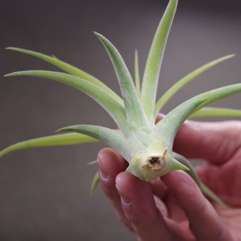 カピタータ×イオナンタ Sサイズ 06号 | air-plants TENGU-DO