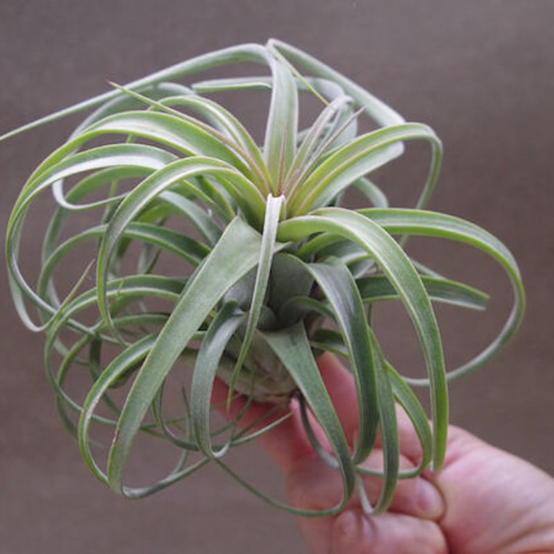 コンコロール × ストレプトフィラ 11号 | air-plants TENGU-DO