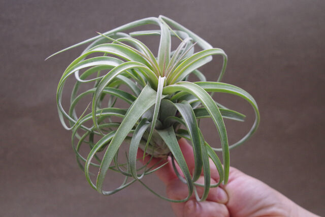 コンコロール × ストレプトフィラ 11号 | air-plants TENGU-DO