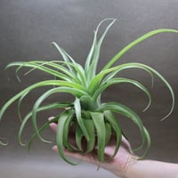 スタッフ特選】ストレプトフィラ 鉢着生 子株 | air-plants TENGU-DO