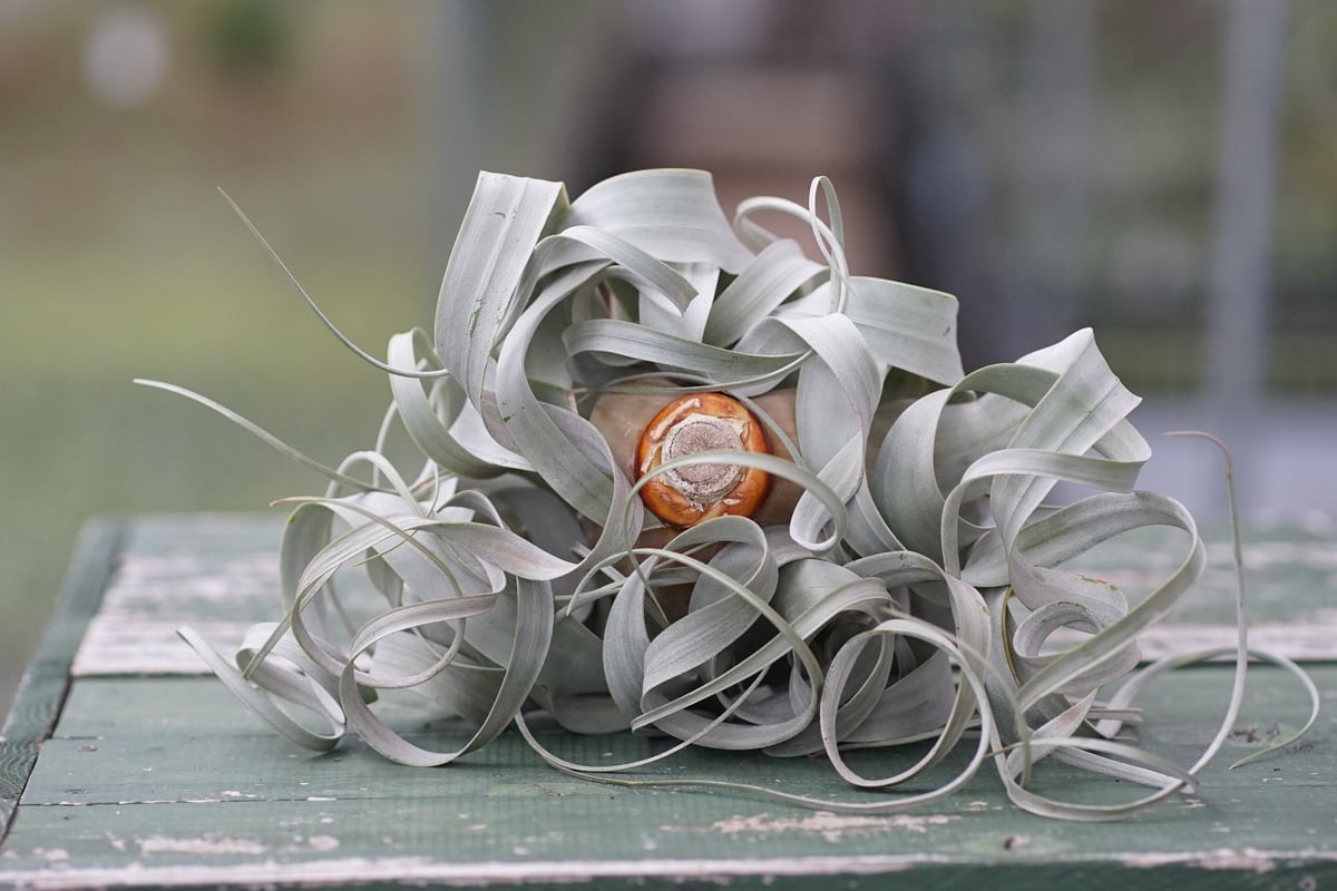 スタッフ特選】キセログラフィカ 花芽付き B号 | air-plants TENGU-DO