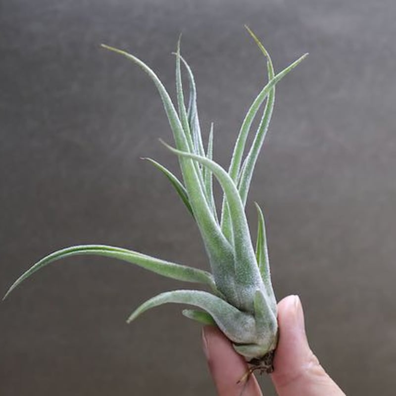 セレリアナ ×ストレプトフィラ Sサイズ04号 | air-plants TENGU-DO