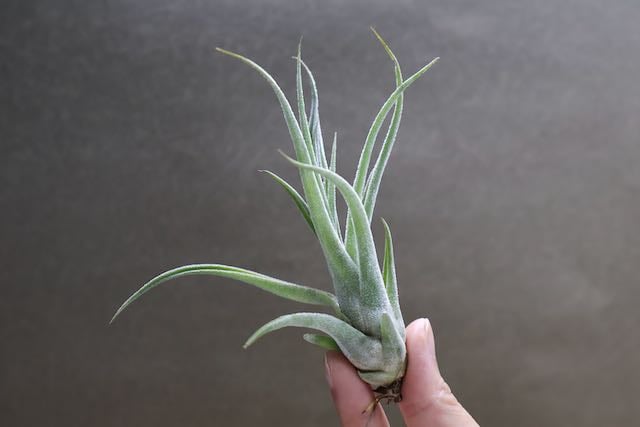 セレリアナ ×ストレプトフィラ Sサイズ04号 | air-plants TENGU-DO