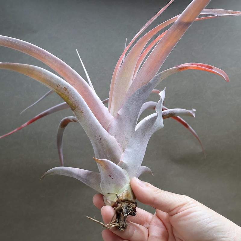 キセログラフィカ ×カピタータ マロン 07号 | air-plants TENGU-DO キセログラフィカ ×カピタータ マロン 07号 | air-plants TENGU-DO