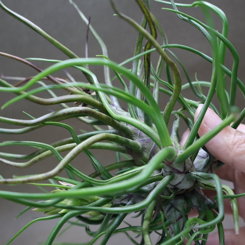ブルボーサ クランプ 25号 | air-plants TENGU-DO
