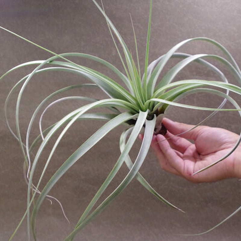 トマセリー 01号 | air-plants TENGU-DO