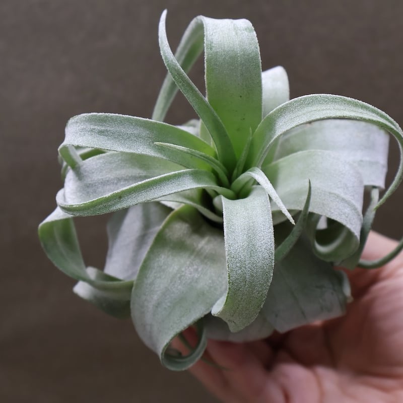 ストレプトフィラ ベリーズ 106号 | air-plants TENGU-DO