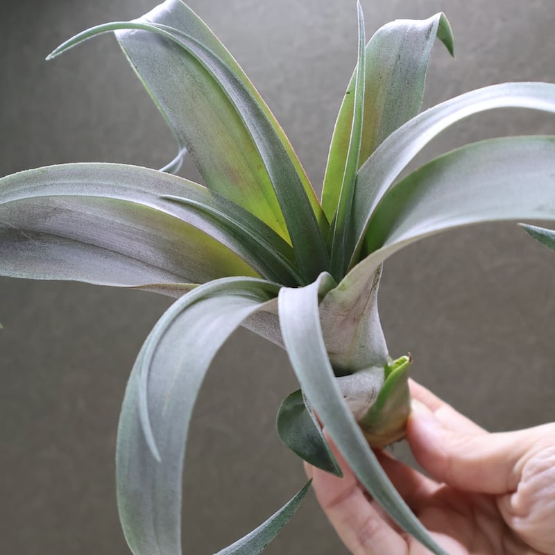 人気交配種♡チランジア　ココナッツグローブ×ベアコレアレ 人気交配種♡チランジア ココナッツグローブ×ベアコレアレ 人気交配種