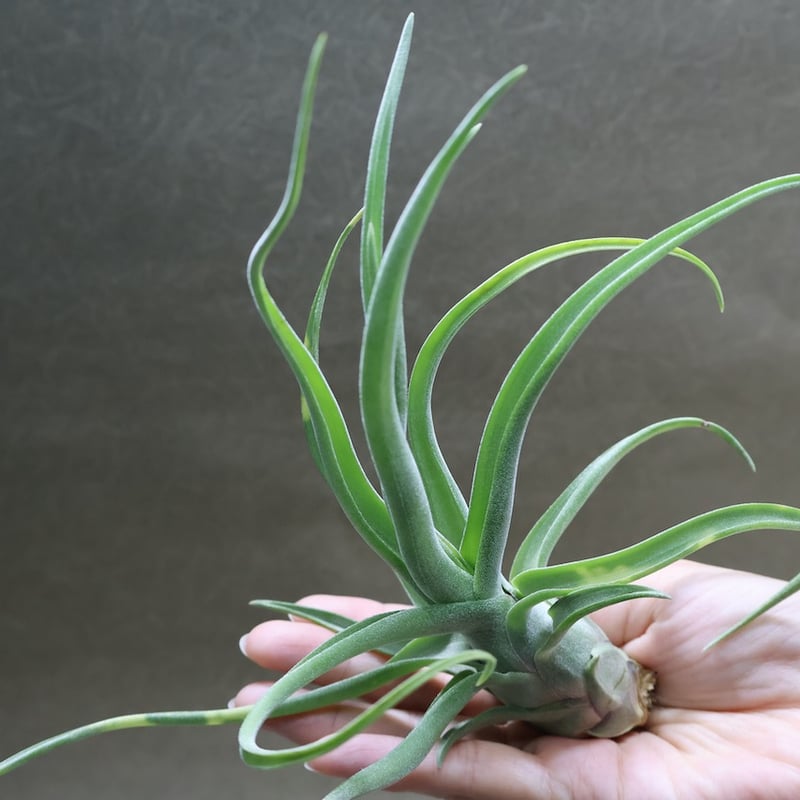 ショータイム × ストレプトフィラ Mサイズ03号 | air-plants TENGU-DO